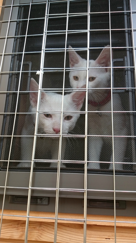 f:id:gosaku13:20180909213618j:image