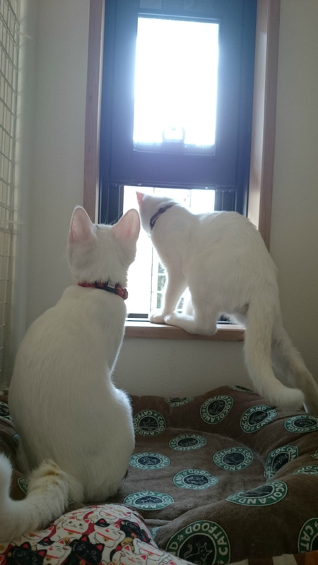 f:id:gosaku13:20180909213621j:image