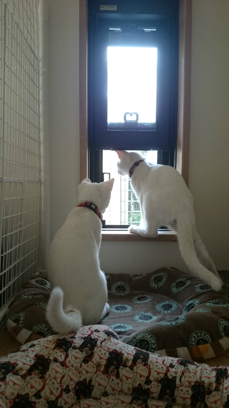 f:id:gosaku13:20180909213624j:image