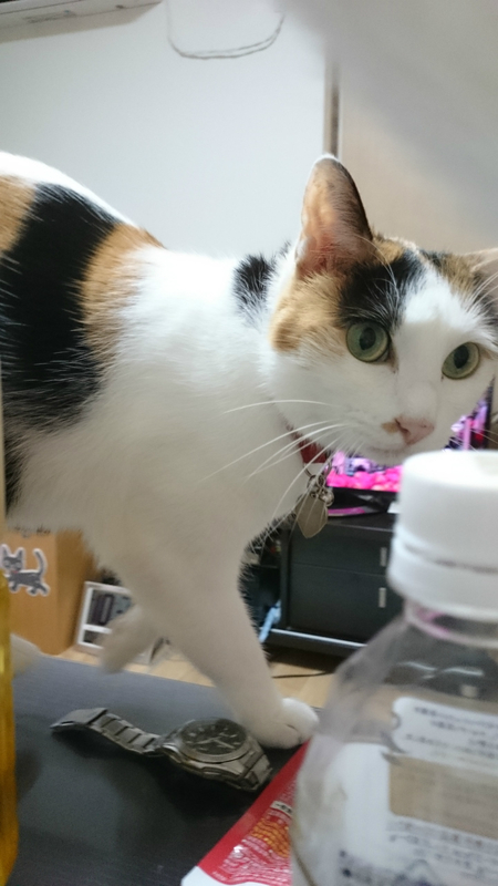 f:id:gosaku13:20180915194605j:image