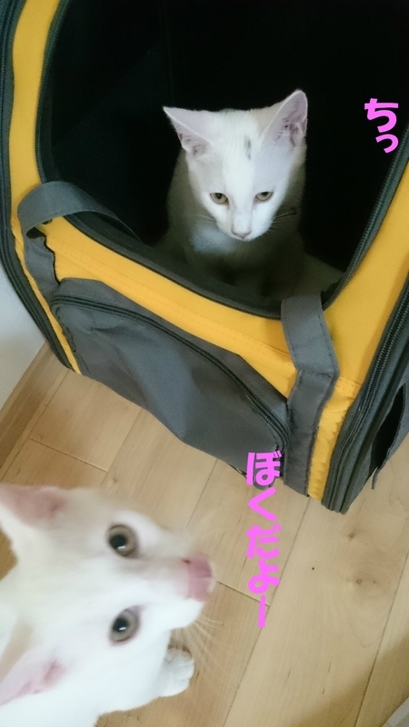 f:id:gosaku13:20180919204310j:image