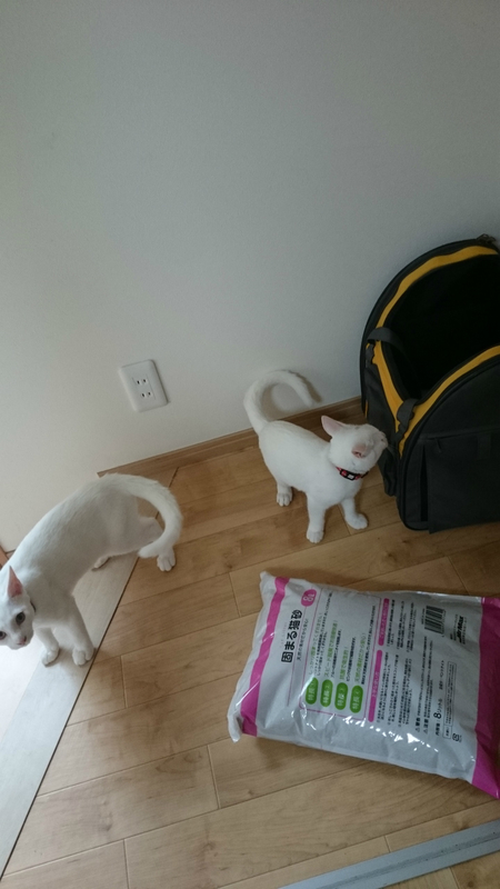 f:id:gosaku13:20180919204316j:image