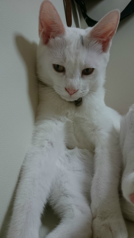 f:id:gosaku13:20180923204350j:image