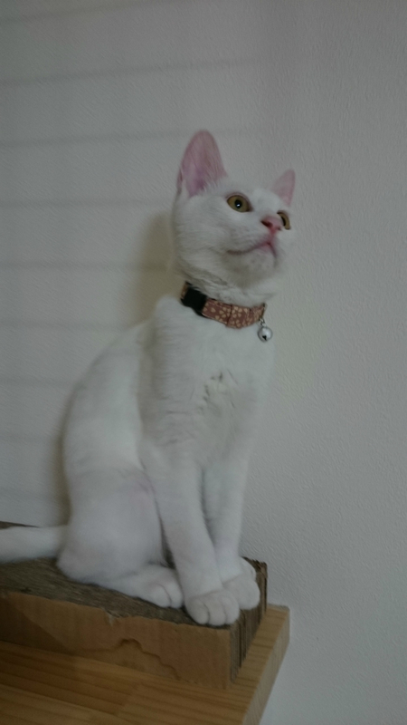 f:id:gosaku13:20180925203455j:image