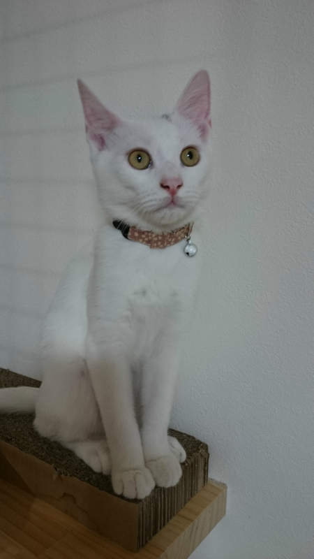 f:id:gosaku13:20180925203457j:image