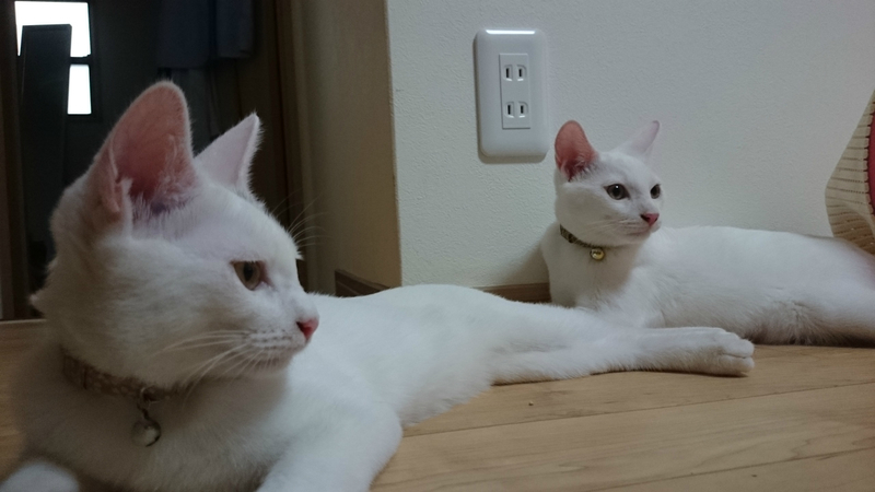 f:id:gosaku13:20180926214408j:image