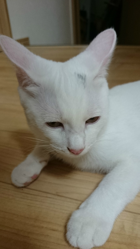 f:id:gosaku13:20180926215522j:image