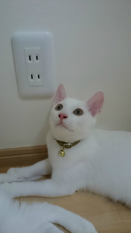 f:id:gosaku13:20180926215528j:image