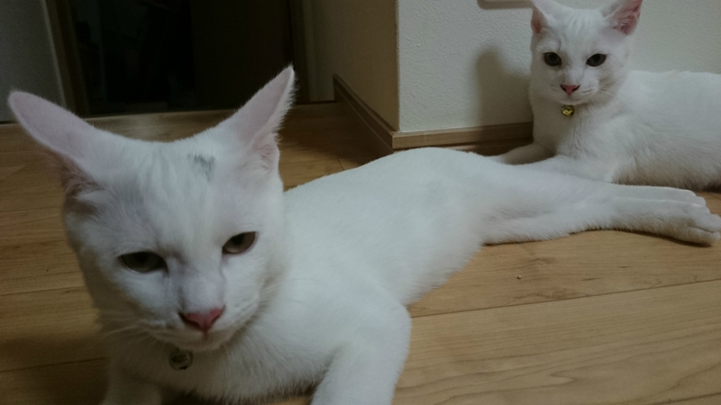 f:id:gosaku13:20180926215532j:image