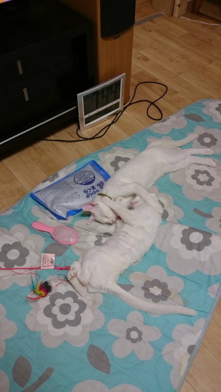 f:id:gosaku13:20180927215746j:image