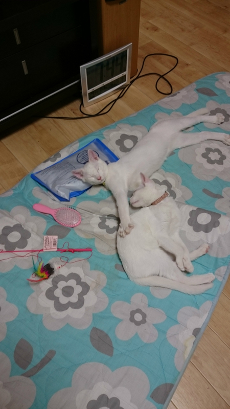 f:id:gosaku13:20180927215749j:image