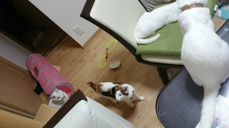 f:id:gosaku13:20180927220240j:image