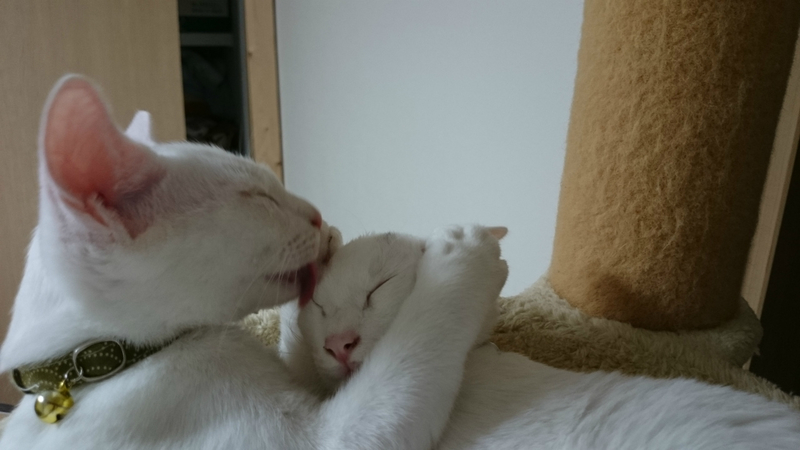 f:id:gosaku13:20180927220242j:image