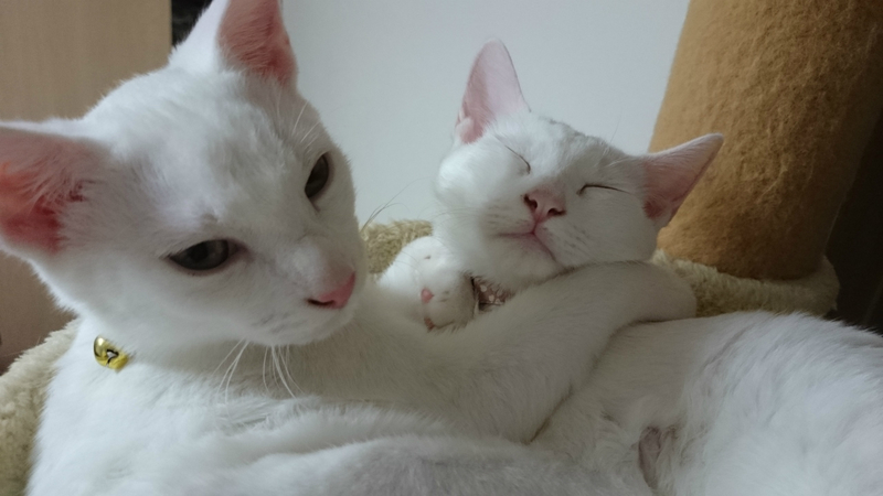 f:id:gosaku13:20180927220245j:image