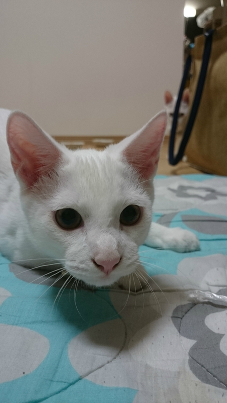 f:id:gosaku13:20180928204259j:image