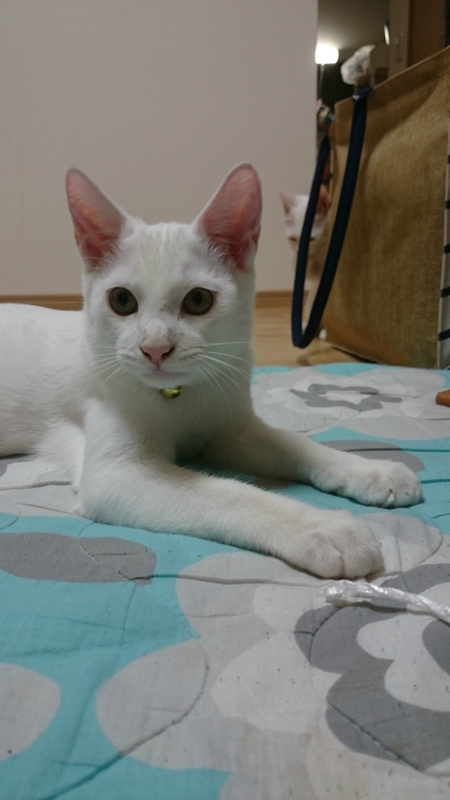 f:id:gosaku13:20180928204302j:image