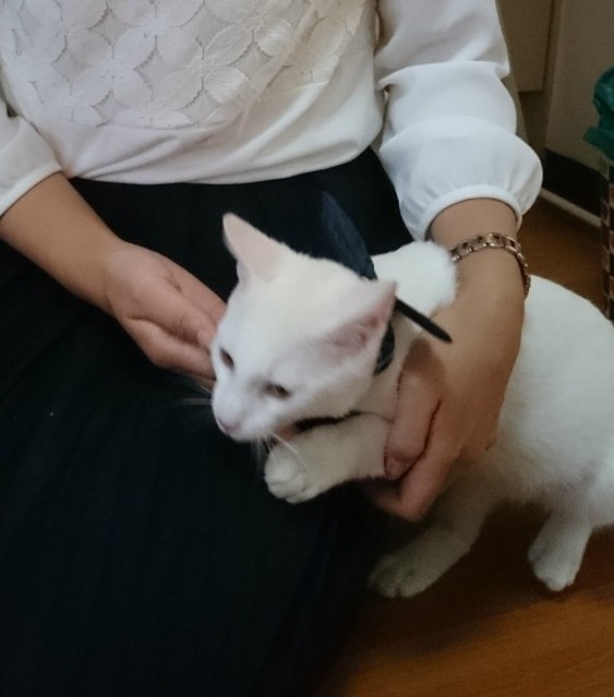 f:id:gosaku13:20180928210630j:image