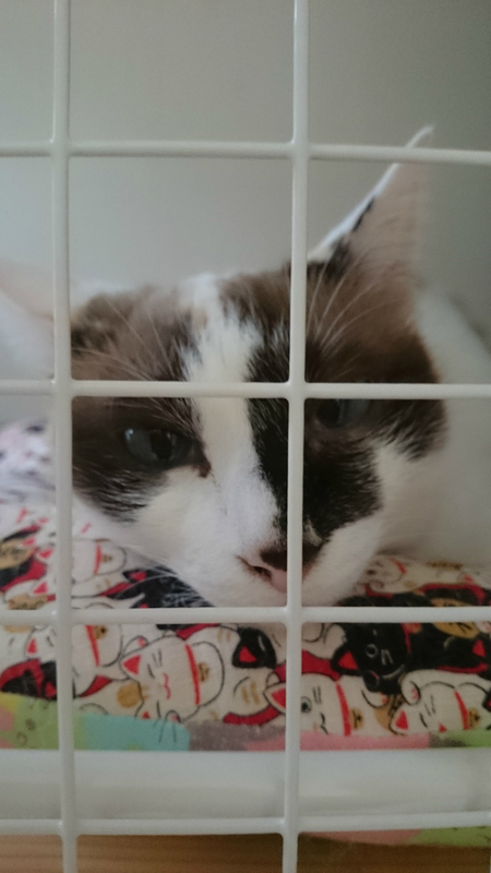 f:id:gosaku13:20180930184601j:image