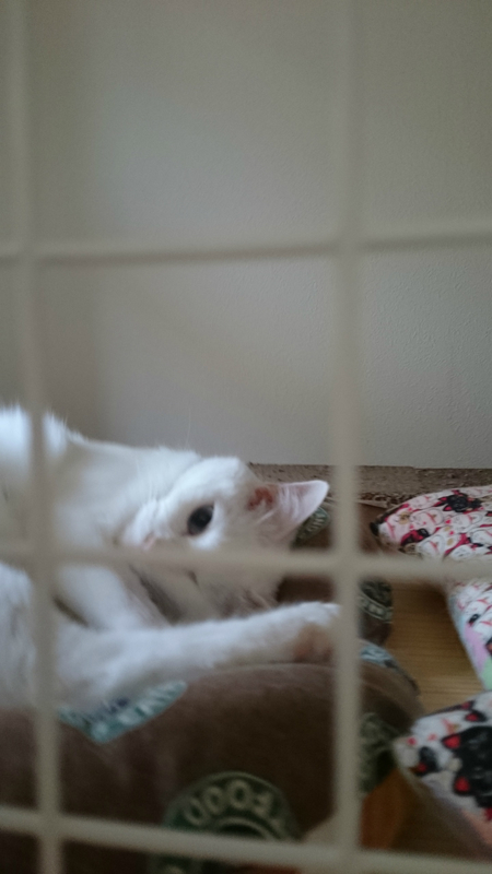 f:id:gosaku13:20180930184605j:image