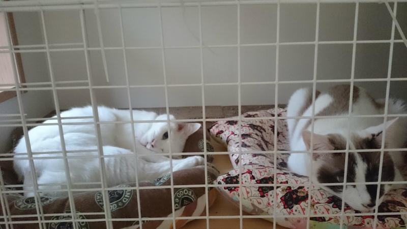 f:id:gosaku13:20180930184607j:image