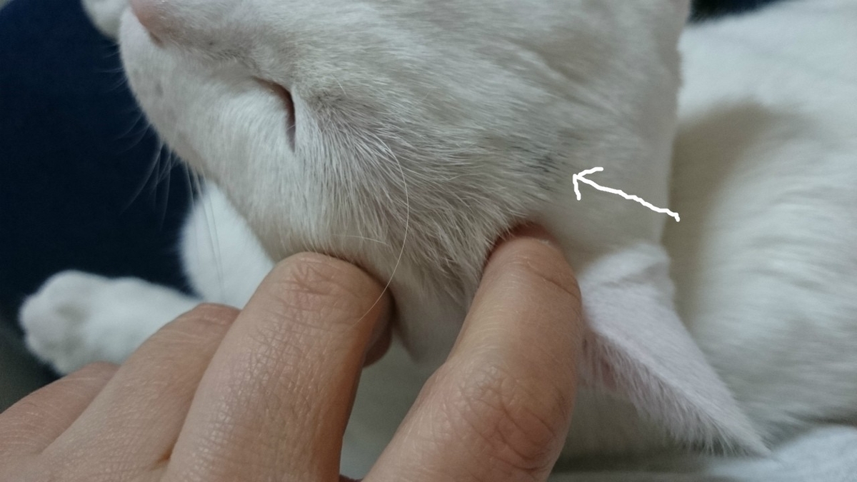 f:id:gosaku13:20190313203519j:plain