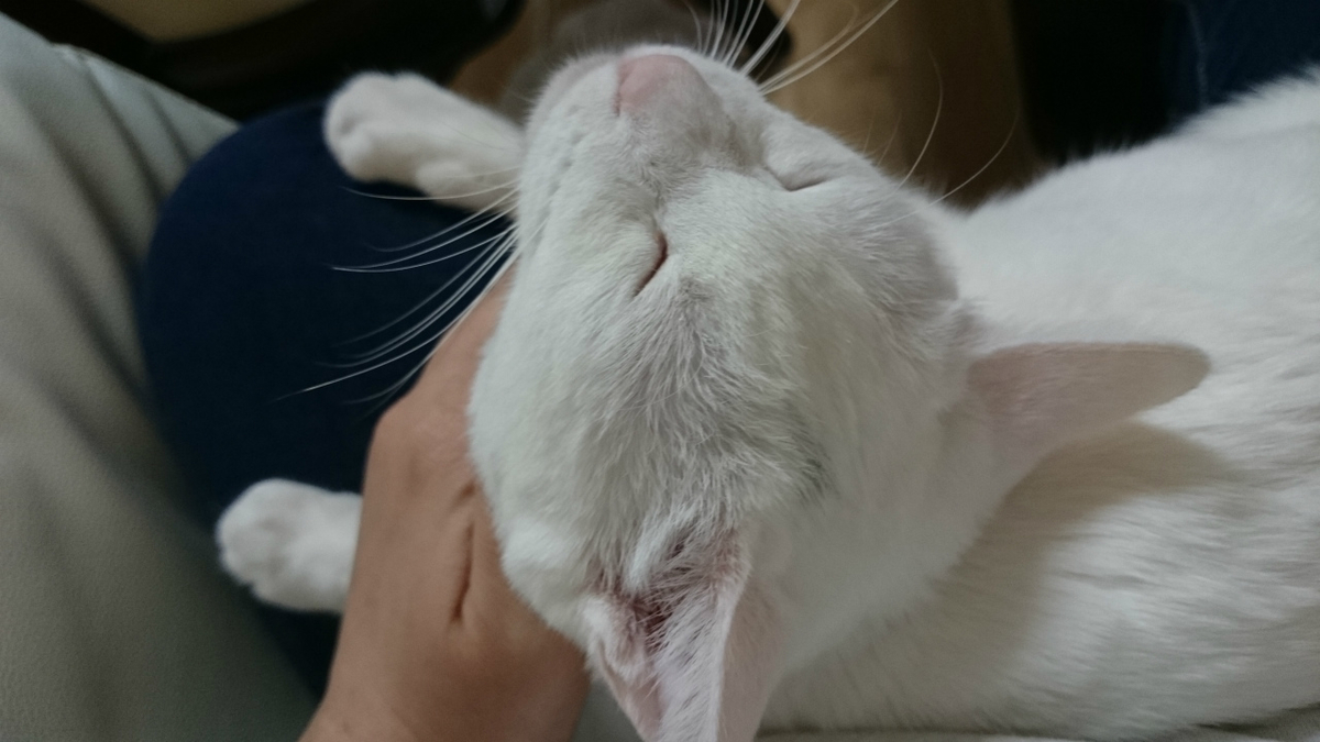 f:id:gosaku13:20190313203713j:plain