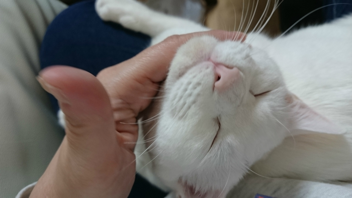 f:id:gosaku13:20190313203819j:plain