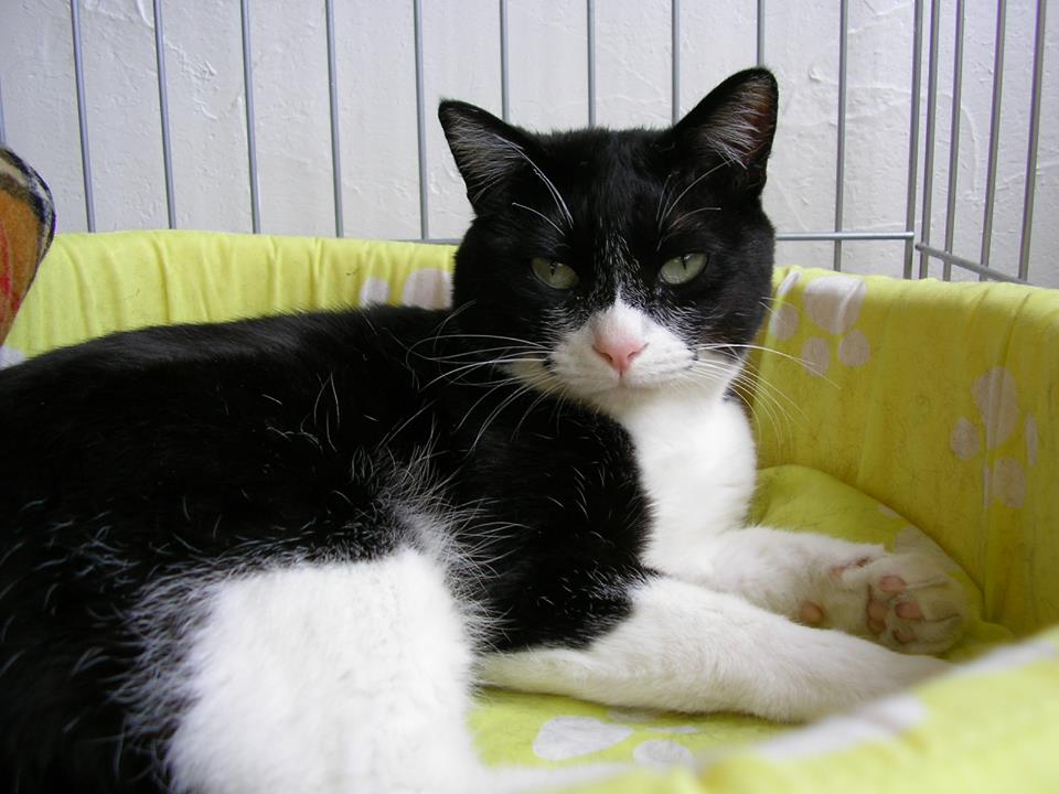 f:id:gosaku13:20190402191208j:plain