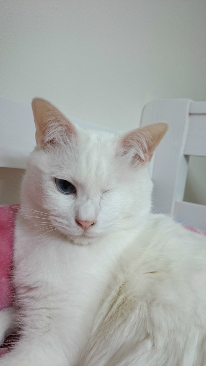 f:id:gosaku13:20190405192109j:plain