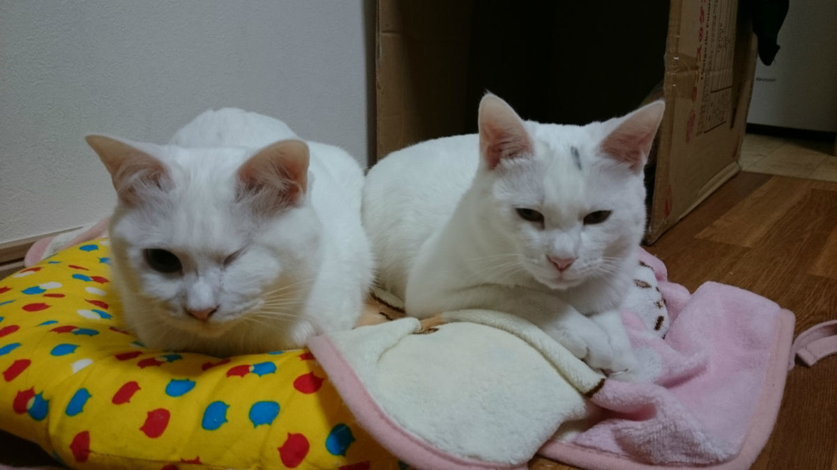 f:id:gosaku13:20190413215229j:plain