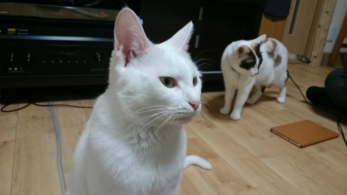 f:id:gosaku13:20190413215542j:plain