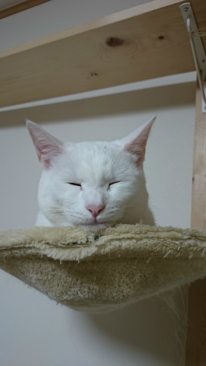 f:id:gosaku13:20190413215728j:plain