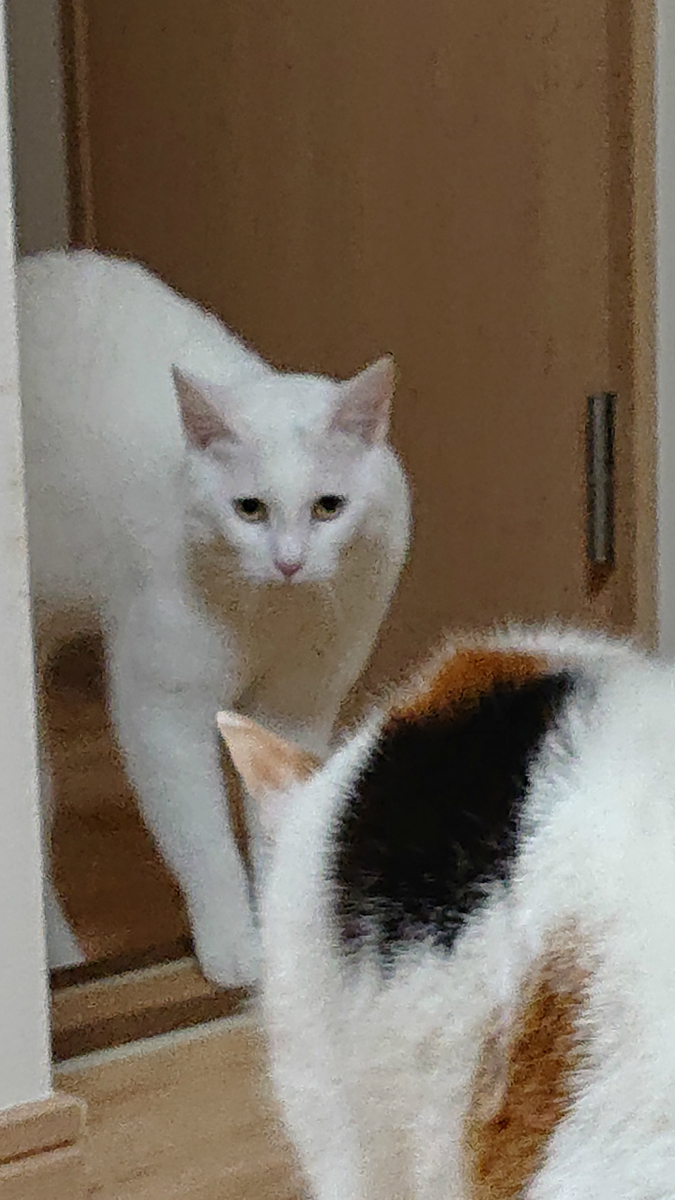 f:id:gosaku13:20190417200201j:plain