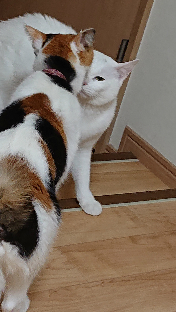 f:id:gosaku13:20190417200246j:plain