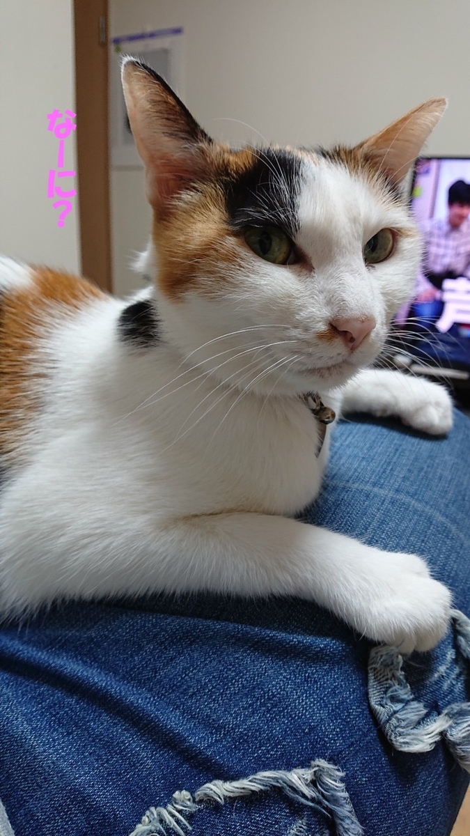 f:id:gosaku13:20190418202623j:plain