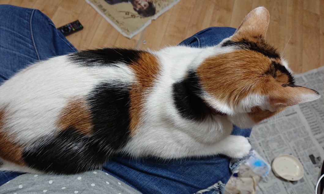 f:id:gosaku13:20190418202814j:plain