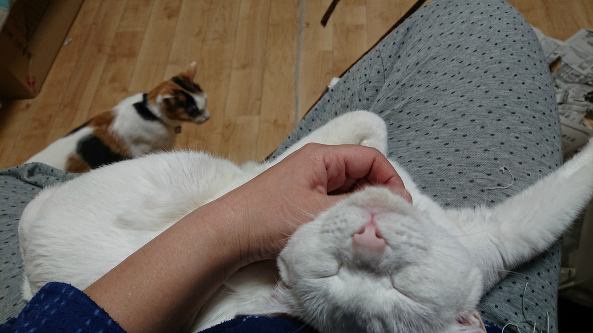 f:id:gosaku13:20190420193618j:plain