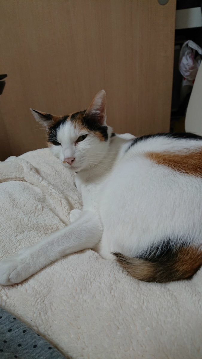 f:id:gosaku13:20190424200834j:plain