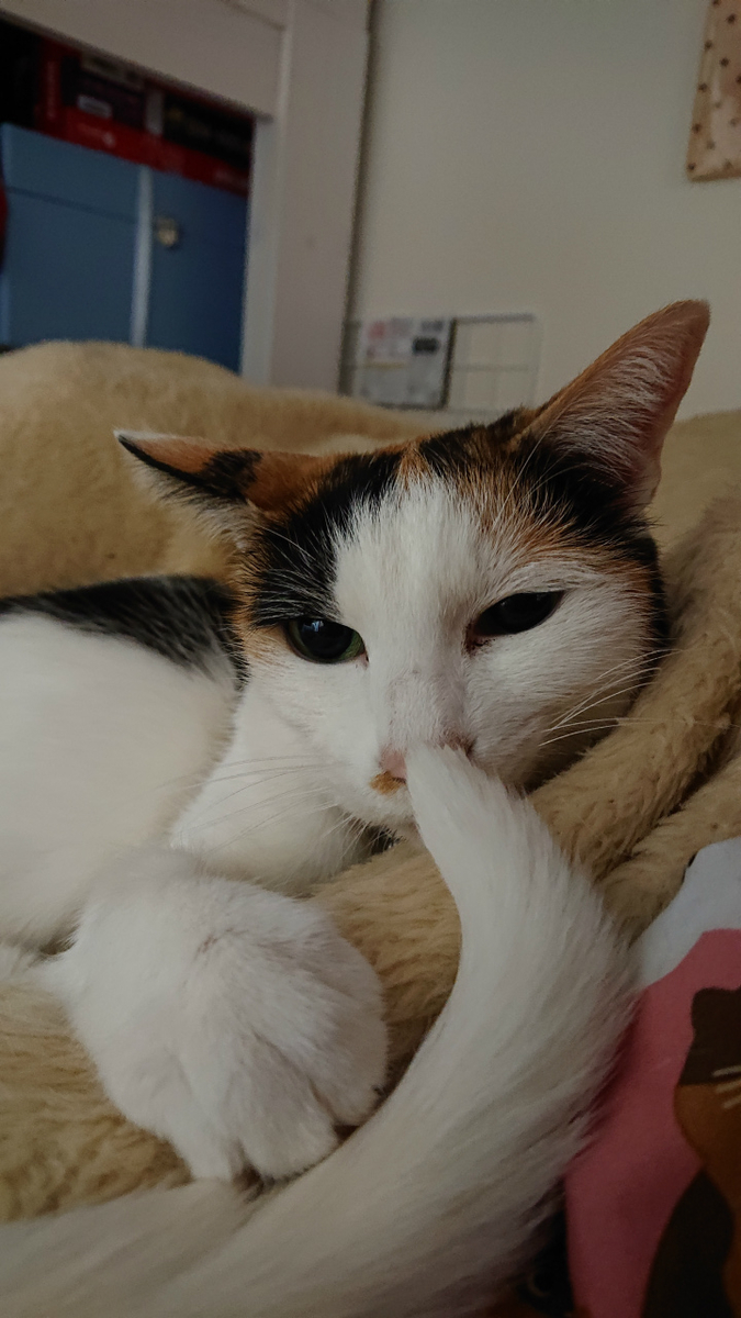 f:id:gosaku13:20190511214203j:plain