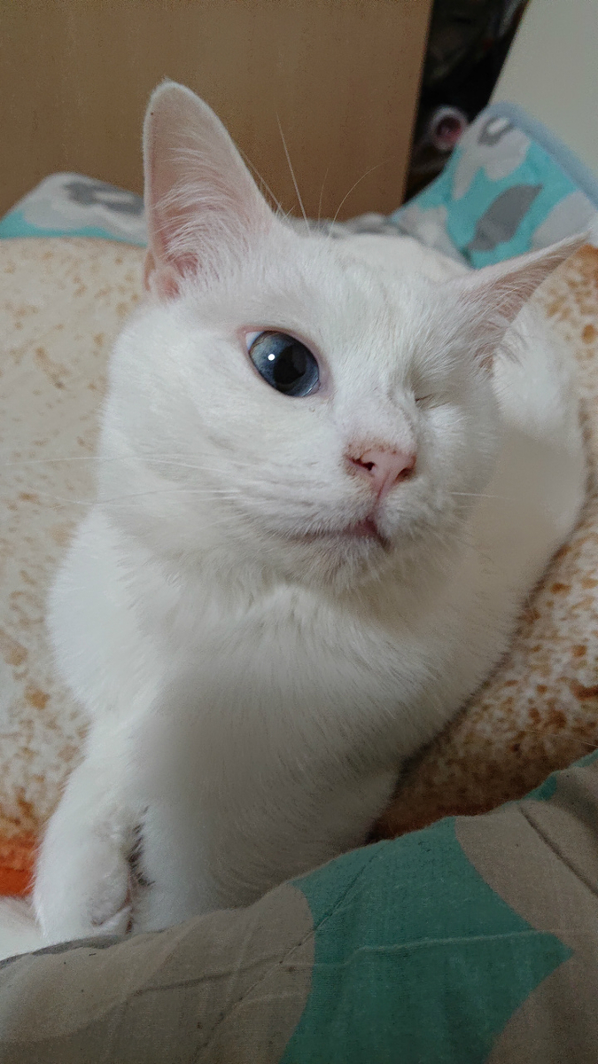 f:id:gosaku13:20190514193544j:plain