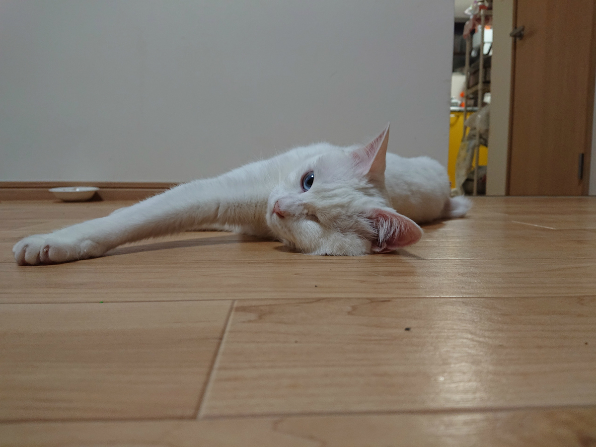 f:id:gosaku13:20190527204854j:plain