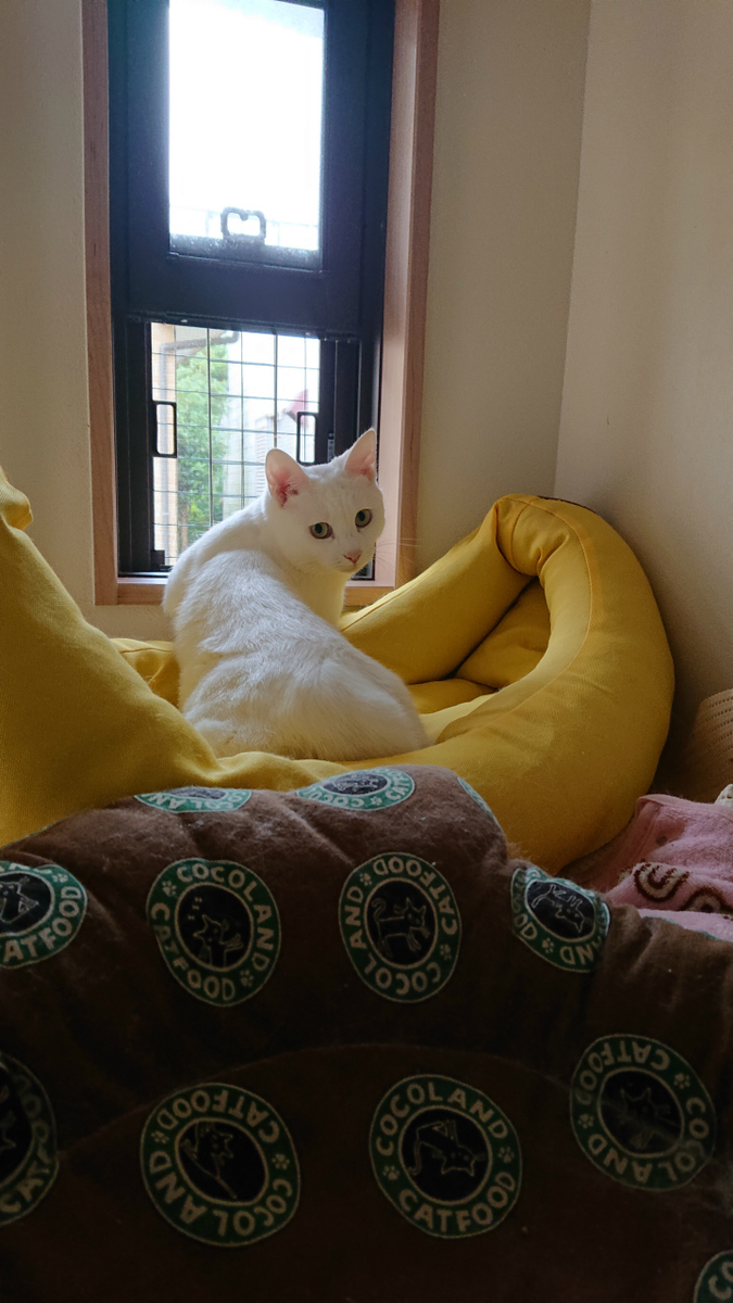 f:id:gosaku13:20190610193758j:plain