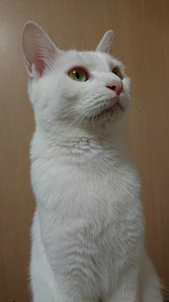 f:id:gosaku13:20190616203939j:plain