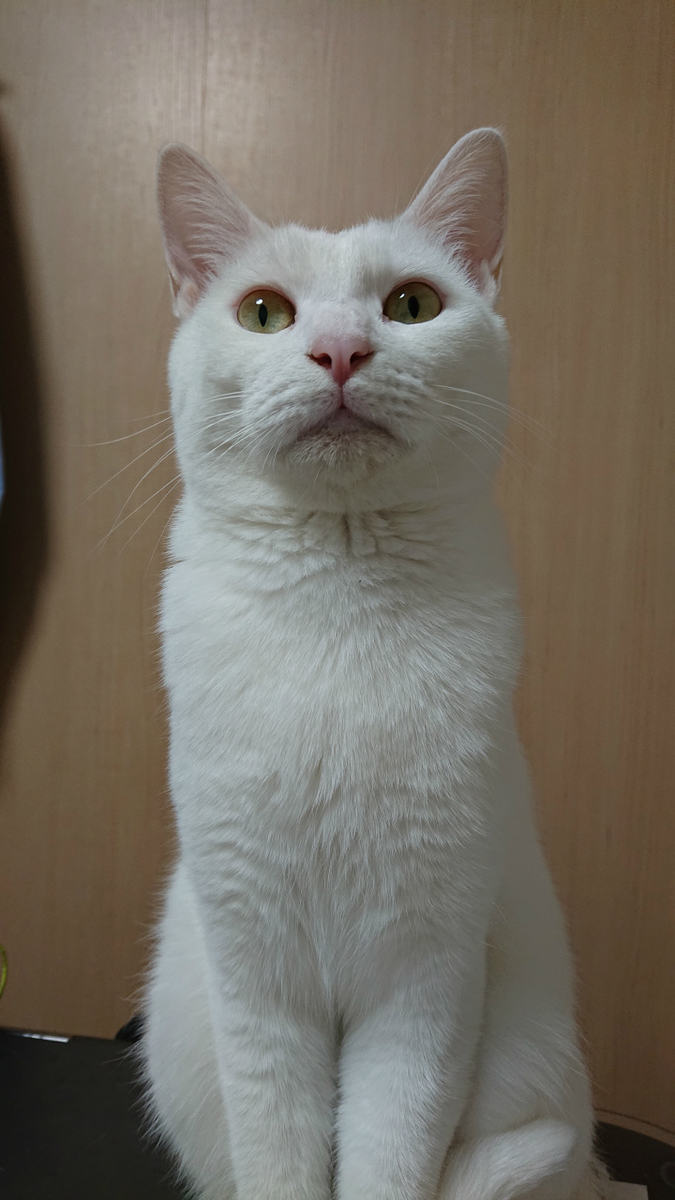 f:id:gosaku13:20190616204153j:plain