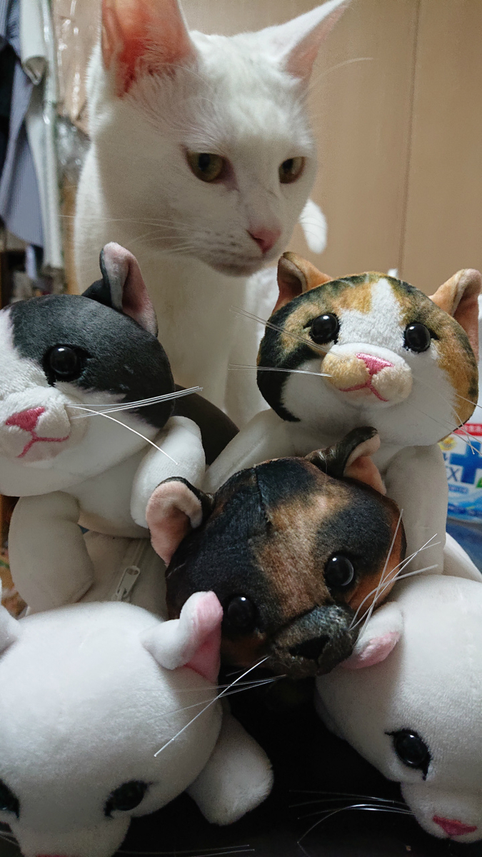 f:id:gosaku13:20190625204214j:plain