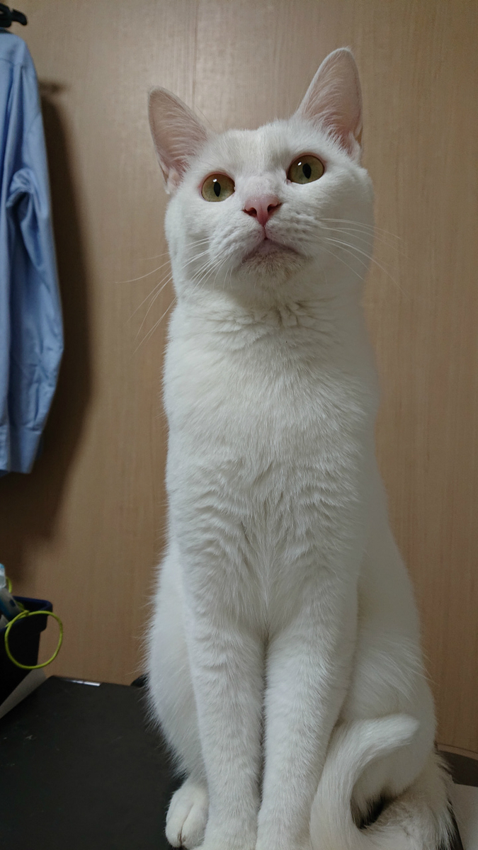 f:id:gosaku13:20190625204451j:plain