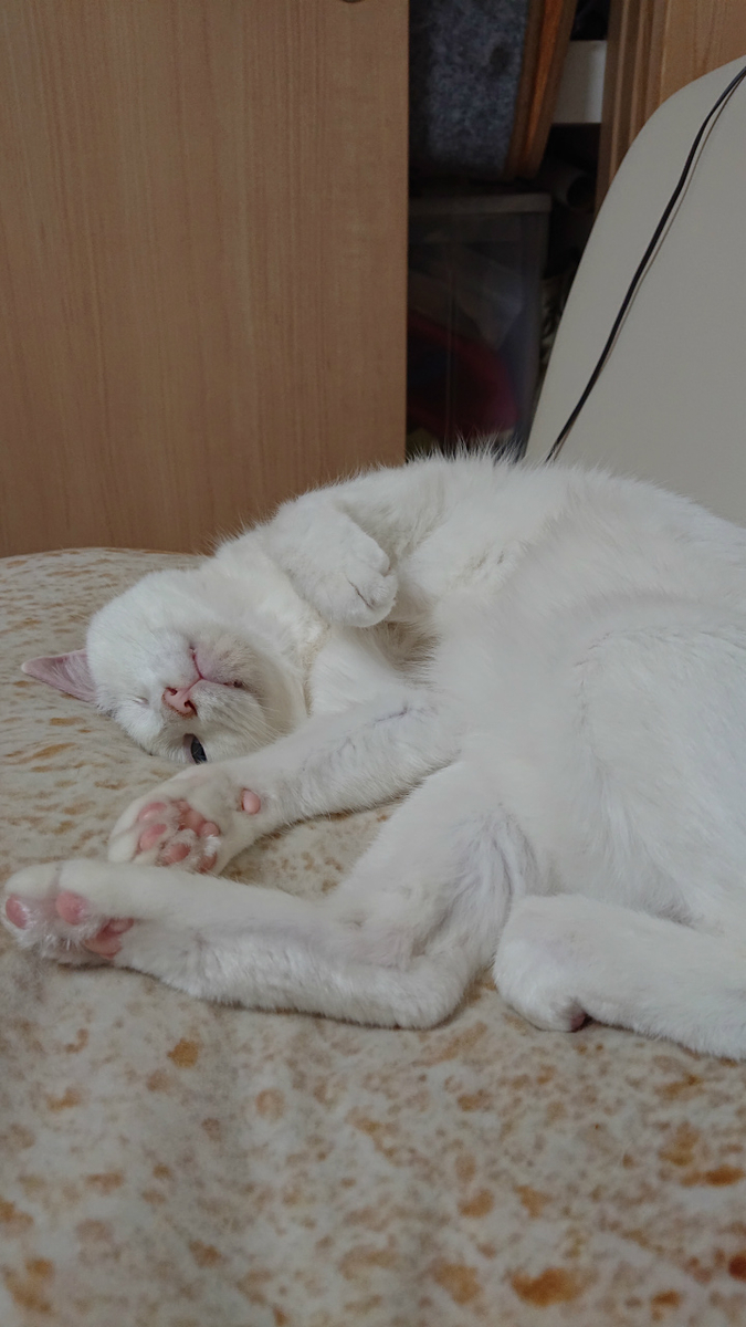 f:id:gosaku13:20190701194948j:plain