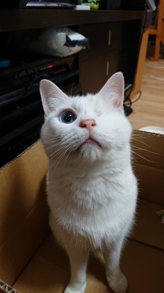 f:id:gosaku13:20190702213442j:plain