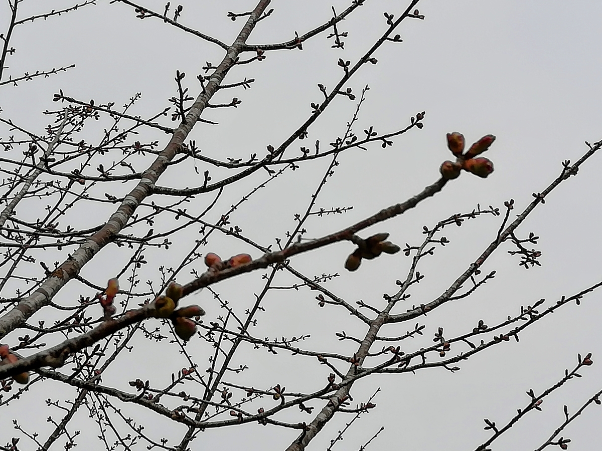 f:id:gossy54200:20210505191012j:plain