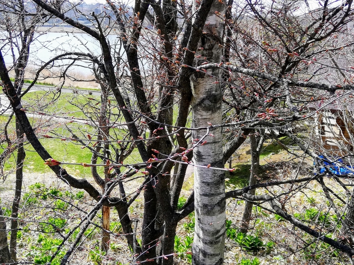 f:id:gossy54200:20210509201828j:plain